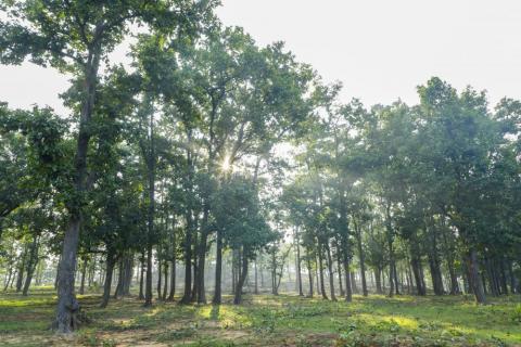 Hazaribagh Forest | Tourist Destinaton