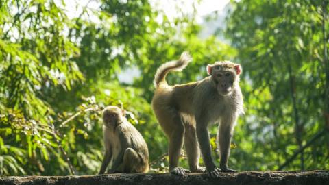 Wildlife at Netarhat, Jharkhand