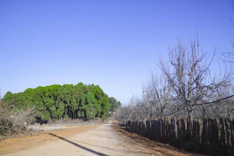 Naspati garden beside Pine tree at Netarhat, Jharkhand