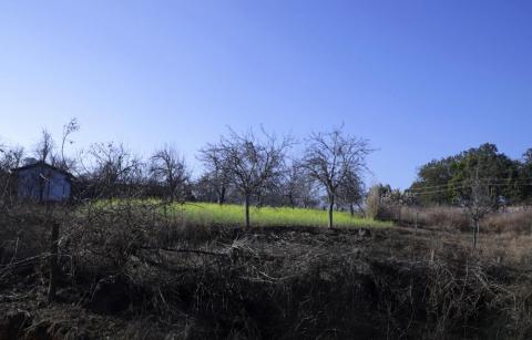 Mustard field at Netarhat, Jharkhand