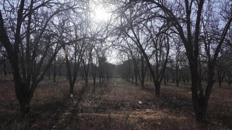 Naspati garden Netarhat, Latehar, Jharkhand