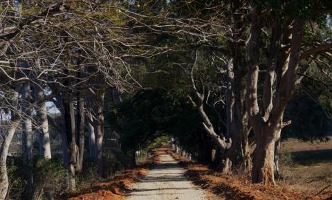 Road inside the forest