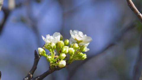 Naspati flower