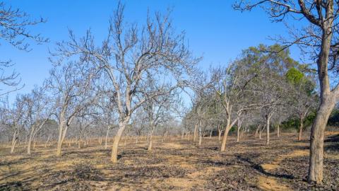 Naspati garden Netarhat, Latehar, Jharkhand