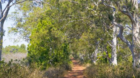 Road inside the forest