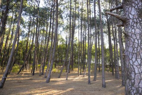 View of pine trees in Netarhat, Latehar, Jharkhand