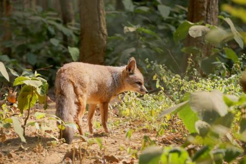 Wild fox in a jungle