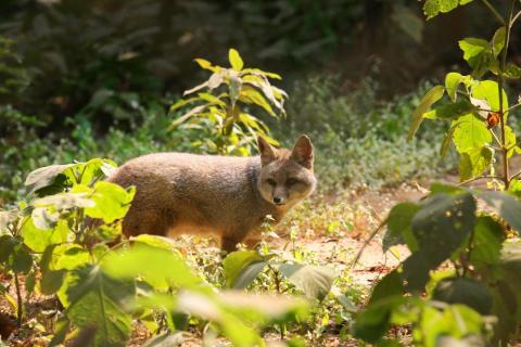 Wild fox in a jungle