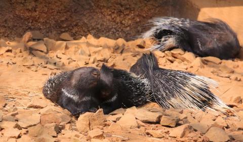 Group of porcupines