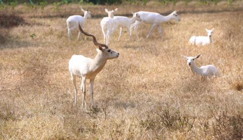 White deer in a group