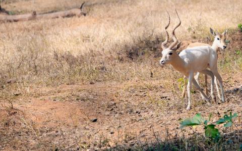 White horned deer