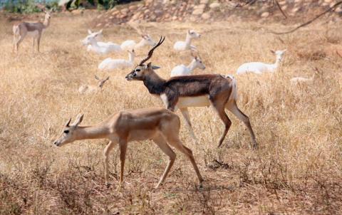 Group of deer