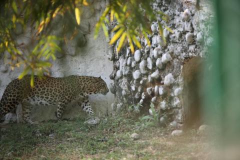 Leopard in a zoo