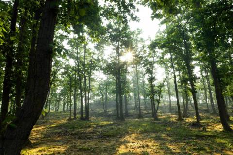 Beautiful view of sunrise behind the trees