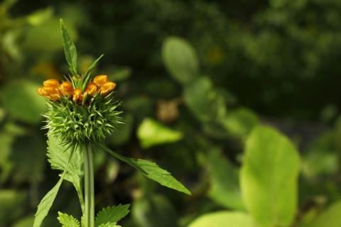 Budding flower