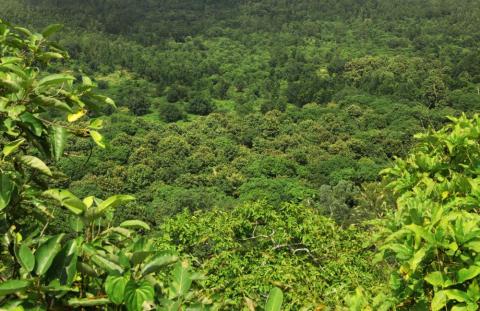 Beautiful view from canary hill hazaribagh, jharkhand, india