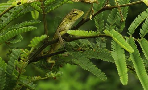 Wild lizard on tree