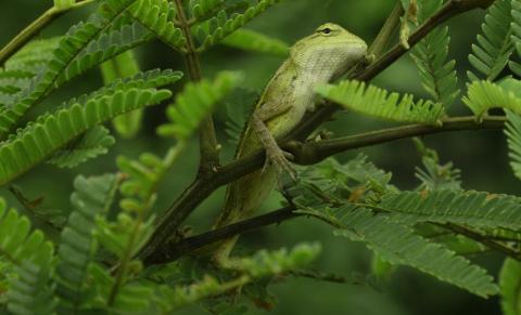 Wild lizard on tree