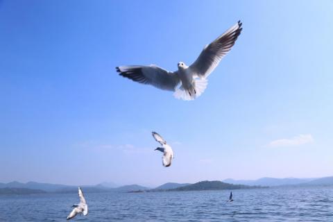 Siberian birds flying at Patrau Lake