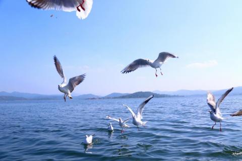 Beautifully view of flying Birds