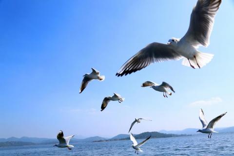 Beautiful view of flying birds at Patratu Dam