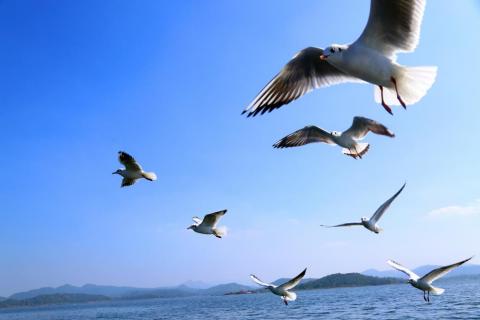 Siberian birds flying over Patratu Lake