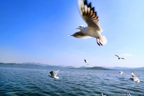 Siberian birds flying over Patratu dam