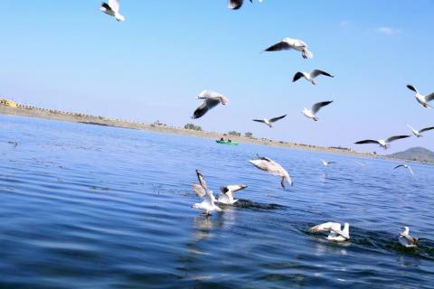 Beautiful view of flying birds at Patratu Lake