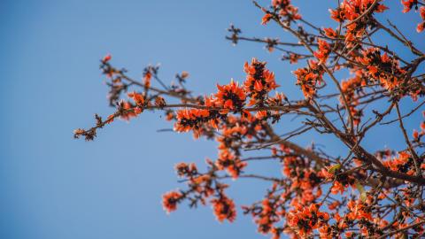 Palash, State flower of Jharkhand, India