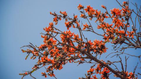 Palash, State flower of Jharkhand, India