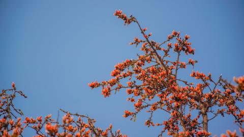 Palash, State flower of Jharkhand, India