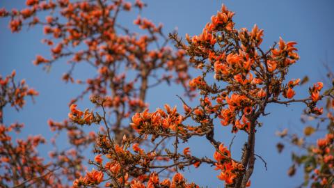 Palash, State flower of Jharkhand, India