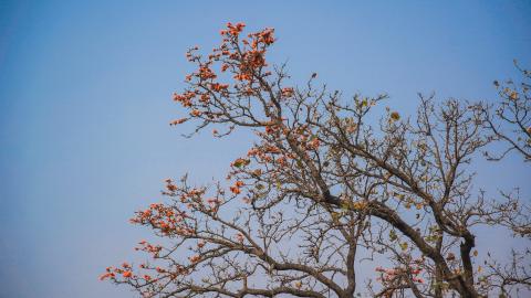 Palash, State flower of Jharkhand, India