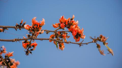 Palash, State flower of Jharkhand, India