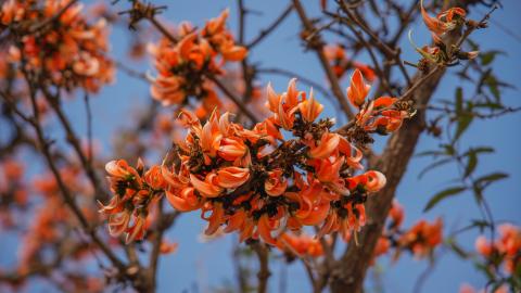 Palash, State flower of Jharkhand, India