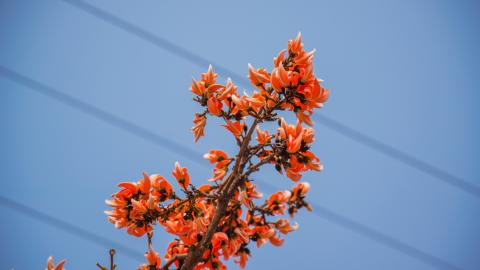 Palash, State flower of Jharkhand, India