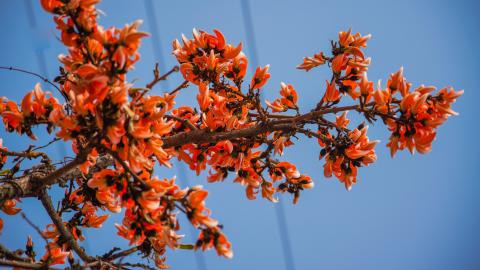 Palash, State flower of Jharkhand, India