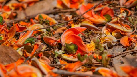 Palash, State flower of Jharkhand, India