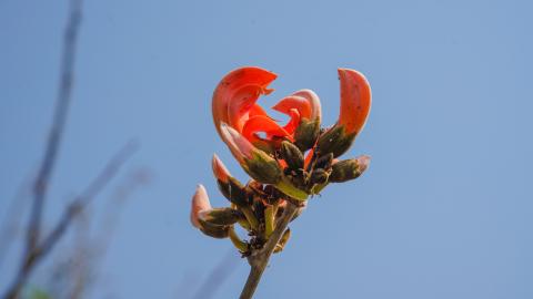 Palash, State flower of Jharkhand, India