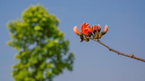 Palash, State flower of Jharkhand, India