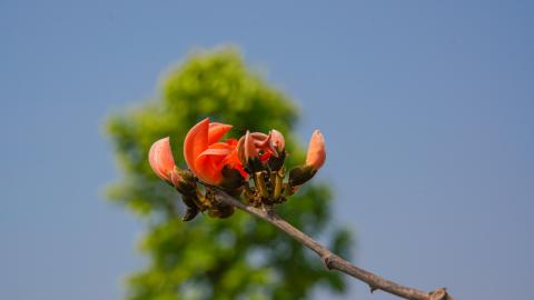 Palash, State flower of Jharkhand, India