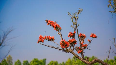 Palash, State flower of Jharkhand, India