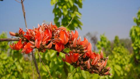 Palash, State flower of Jharkhand, India