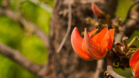 Palash, State flower of Jharkhand, India