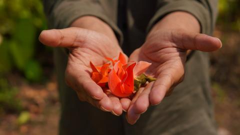 Palash, State flower of Jharkhand, India