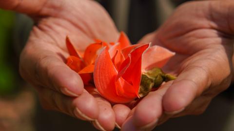 Palash, State flower of Jharkhand, India