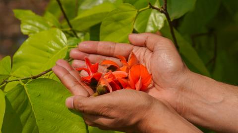 Palash, State flower of Jharkhand, India