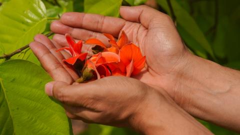 Palash, State flower of Jharkhand, India