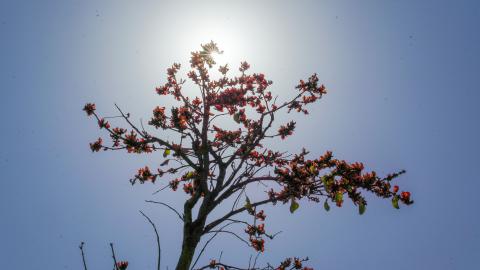 Palash, State flower of Jharkhand, India