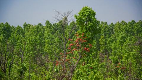 Palash, State flower of Jharkhand, India